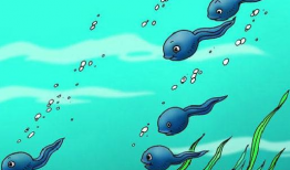 蝌蚪视频,探索生命奥秘的奇妙之旅