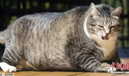 51今日热门吃瓜胖猫,揭秘吃瓜胖猫的趣味生活